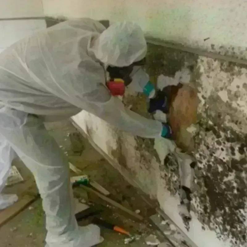 Mold Remediation and Removal in Fort Pierce North, FL